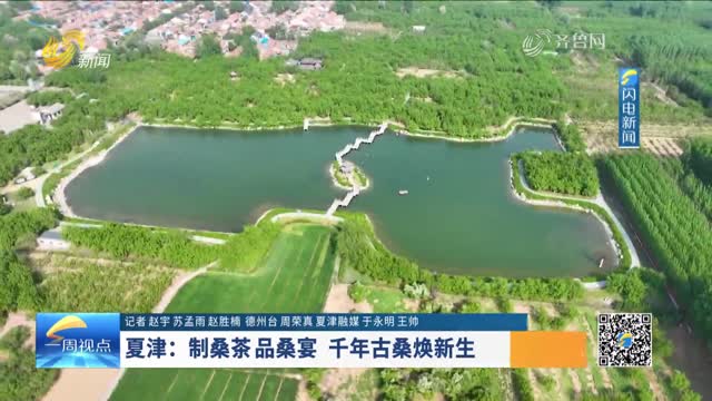 夏津：制桑茶 品桑宴 千年古桑焕新生