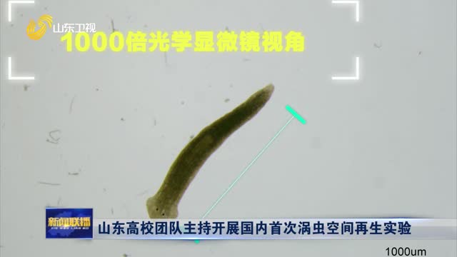 山东高校团队主持开展国内首次涡虫空间再生实验