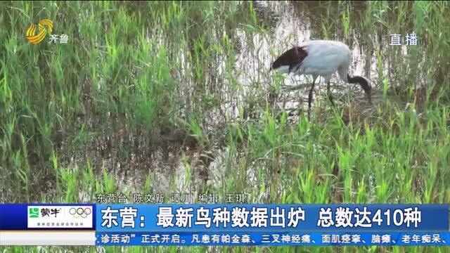 东营：最新鸟种数据出炉 总数达410种