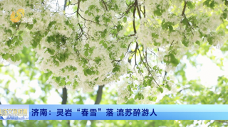 济南：灵岩“春雪”落 流苏醉游人
