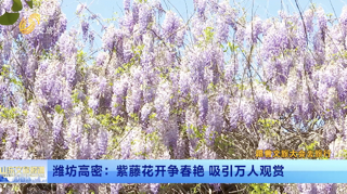 潍坊：紫藤花开争春艳 文化搭桥促振兴