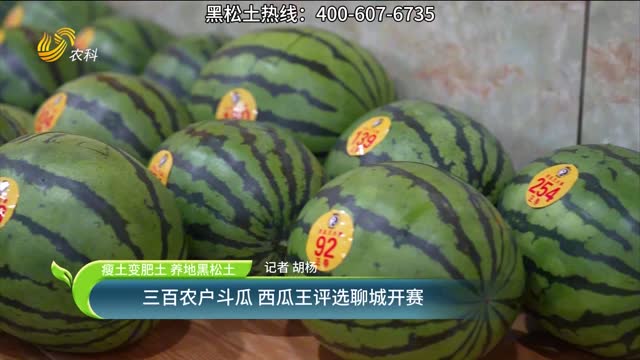 【瘦土變肥土 養(yǎng)地黑松土】三百農戶斗瓜 西瓜王評選聊城開賽