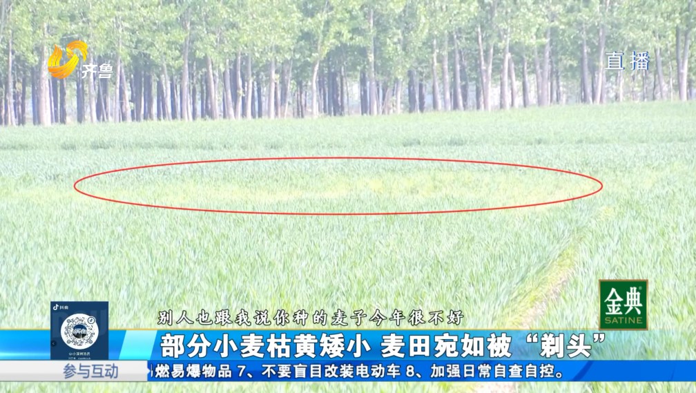 部分小麦枯黄矮小 麦田宛如被“剃头”