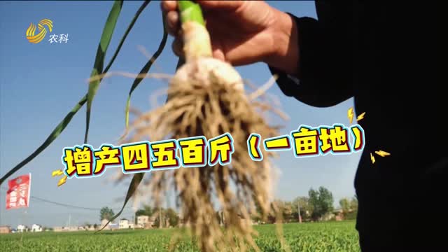 三只虎 大肥力 助力河南杞縣大蒜提質增產