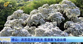 博山：流苏花开四月天 雪浪翻飞动云烟