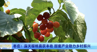 枣庄：露天樱桃喜获丰收 甜蜜产业助力乡村振兴