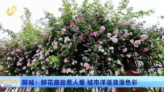 聊城：鲜花盛放惹人爱 城市洋溢浪漫色彩