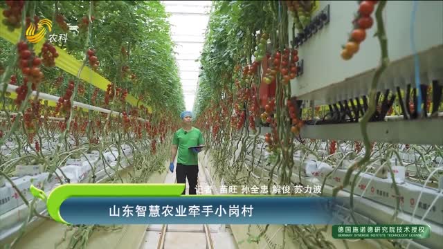 山東智慧農(nóng)業(yè)牽手小崗村