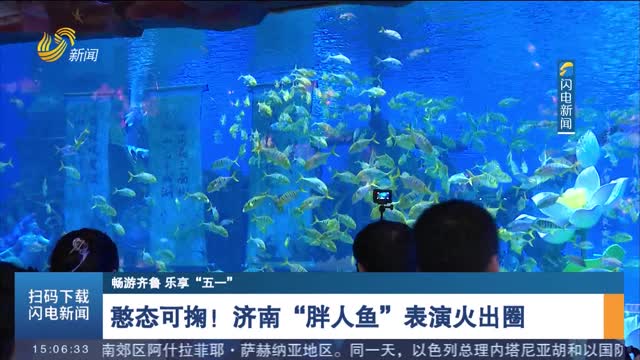 【暢游齊魯 樂享“五一”】憨態可掬！濟南“胖人魚”表演火出圈