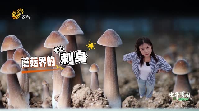 采不完，根本采不完！打卡日產(chǎn)萬斤的黑皮雞樅菌生產(chǎn)基地