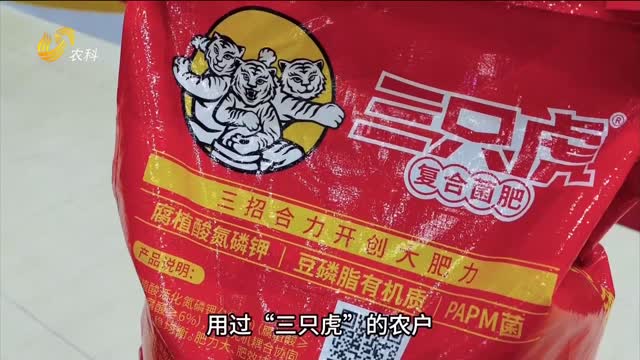 三只虎 大肥力 河南中牟大蒜品質(zhì)好 產(chǎn)量高