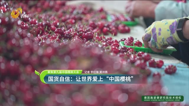 【聚焦第九屆中國(guó)櫻商大會(huì)】國(guó)貨自信：讓世界愛(ài)上“中國(guó)櫻桃”