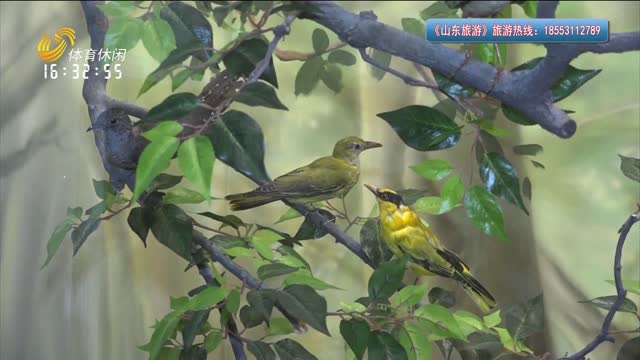 2025年05月04日《山东旅游》完整版