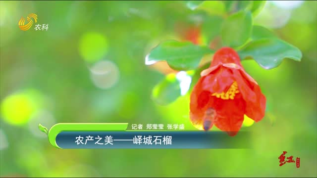 【农产之美】峄城石榴