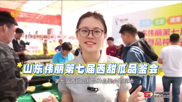 西甜瓜新品种品鉴会 记者带您花样吃瓜