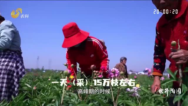 菏泽定陶：鲜切芍药“俏”动“美丽经济”