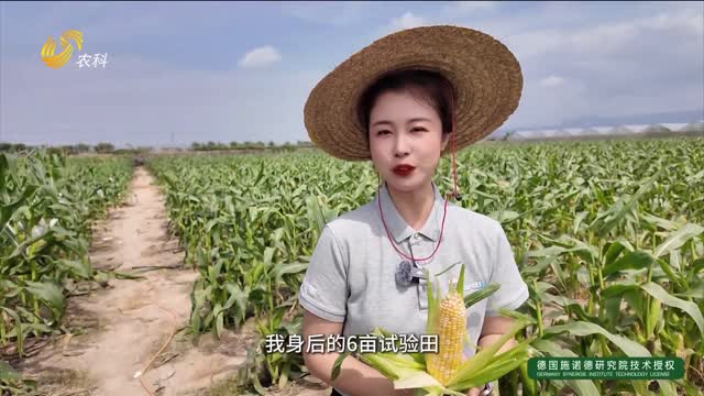 【小栾走乡村】玉米奇遇记