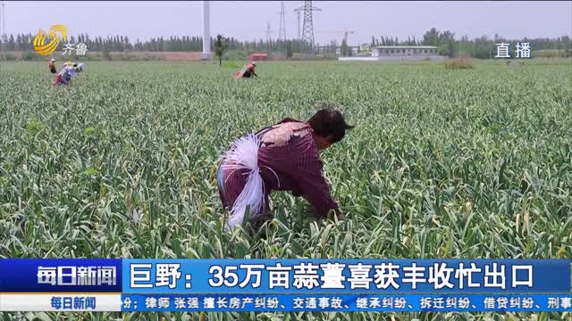 巨野：35萬畝蒜薹喜獲豐收忙出口