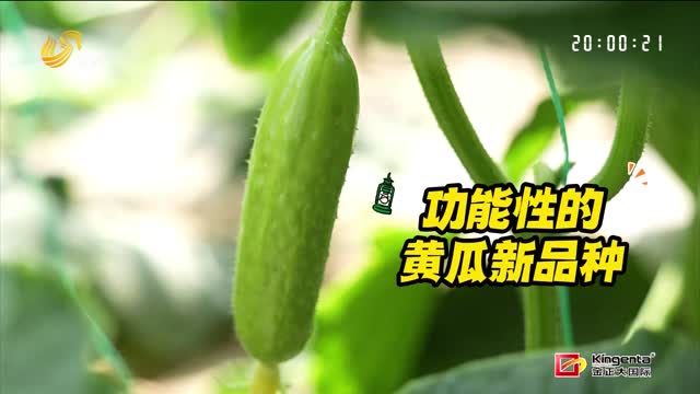 好吃又好种！全国首款减脂黄瓜新品种值得选择