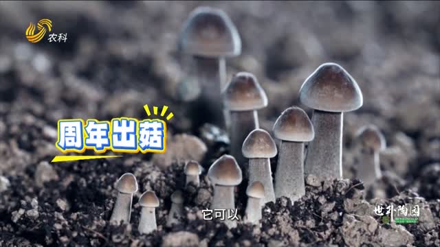 采不完，根本采不完！打卡日產(chǎn)萬(wàn)斤的黑皮雞樅菌生產(chǎn)基地