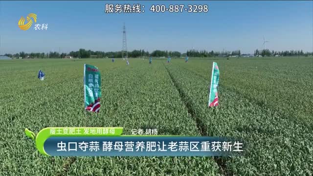 【瘦土變肥土 發(fā)地用酵母】蟲(chóng)口奪蒜 酵母營(yíng)養(yǎng)肥讓老蒜區(qū)重獲新生
