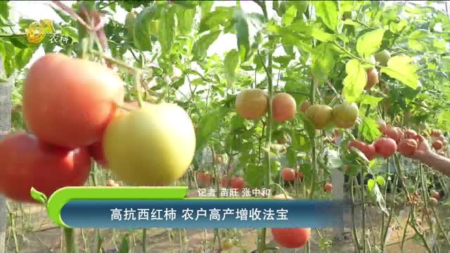 高抗西紅柿 農(nóng)戶(hù)高產(chǎn)增收法寶