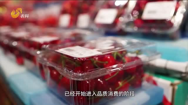 國(guó)產(chǎn)櫻桃進(jìn)入品質(zhì)消費(fèi)時(shí)代