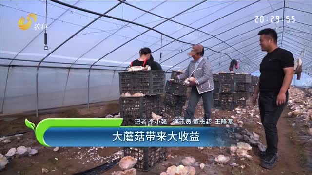 大蘑菇帶來(lái)大收益