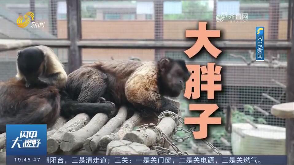 从合肥“大壮”到济南“大胖子” 黑帽悬猴“国字脸”家族火遍全国