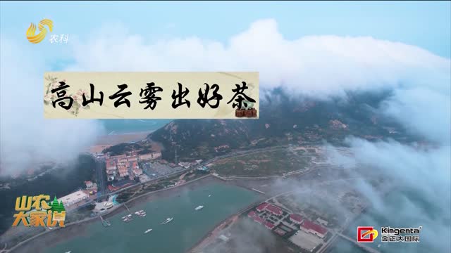 【山农大家说】为什么山东可以平地种出南方高山茶？