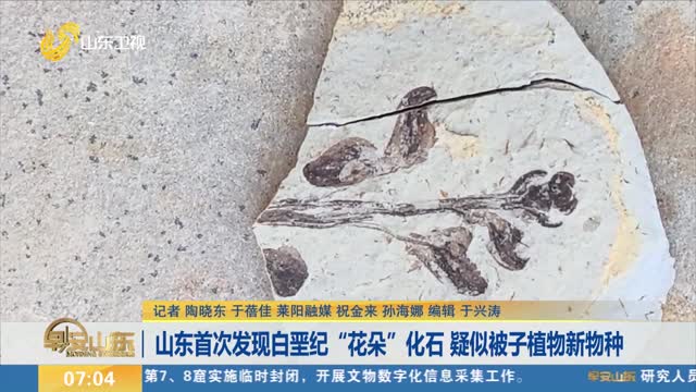 山東首次發現白堊紀“花朵”化石 疑似被子植物新物種