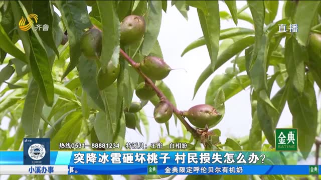 突降冰雹導致桃樹受損嚴重 果農擔心保險理賠進程