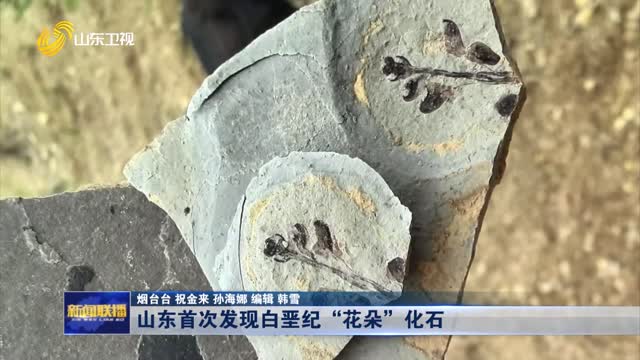 山东首次发现白垩纪“花朵”化石