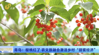 青岛：樱桃红了!农文旅融合激活乡村“甜蜜经济”