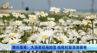 烟台蓬莱：大滨菊花海如雪 绘就初夏浪漫画卷