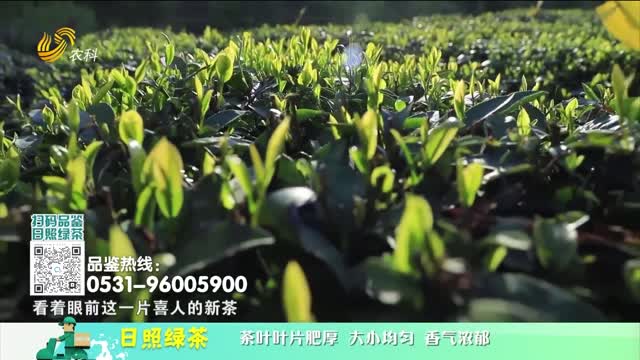 20250517《中国原产递》：日照绿茶