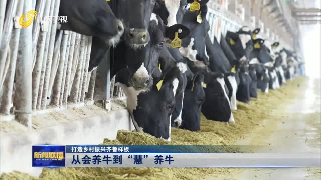 从会养牛到“慧”养牛【打造乡村振兴齐鲁样板】