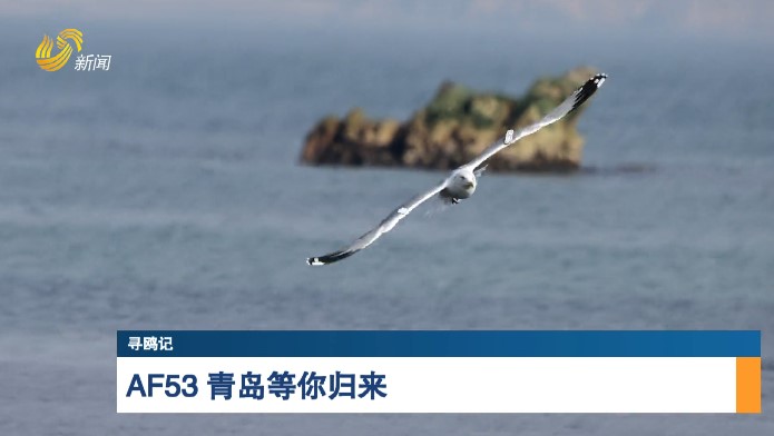 【寻鸥记】AF53 青岛等你归来