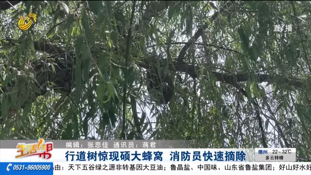 行道树惊现硕大蜂窝 消防员快速摘除