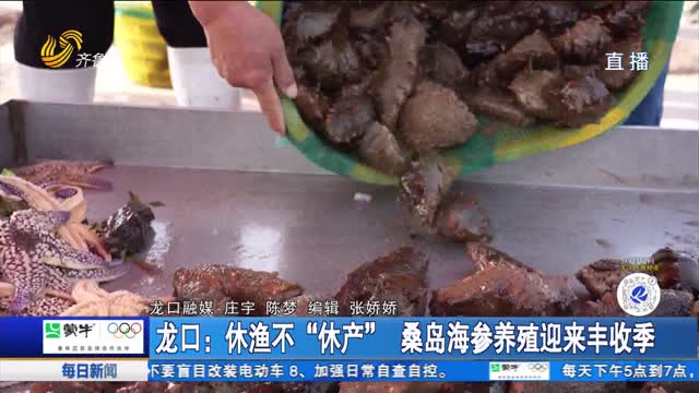 龙口：休渔不“休产” 桑岛海参养殖迎来丰收季
