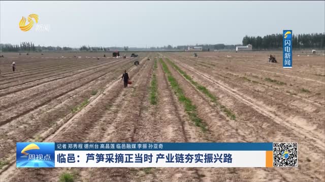 临邑：芦笋采摘正当时 产业链夯实振兴路