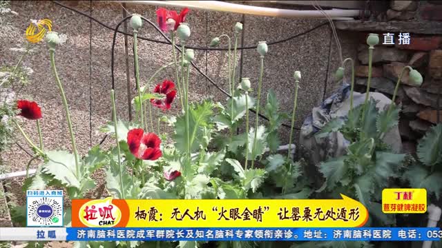 种植748株罌粟为治病？无知村民被查处