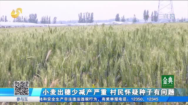 小麦出穗少减产严重 村民怀疑种子问题