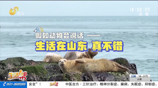 国际生物多样性日｜假如动物会说话——生活在山东 真不错！