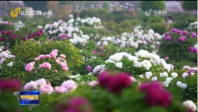 一朵花绽放一座城【沿着总书记的足迹】