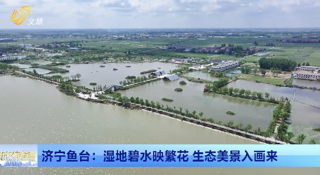 鱼台：湿地碧水映繁花 生态美景入画来