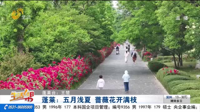 蓬莱：五月浅夏 蔷薇花开满枝