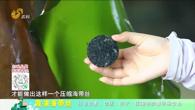 20250524《中国原产递》：霞浦海带丝