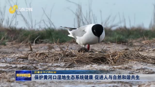 保护黄河口湿地生态系统健康 促进人与自然和谐共生【沿着总书记的足迹】