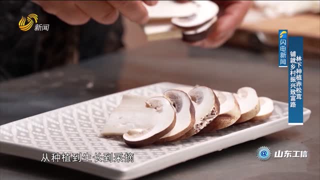 【品牌新势力】林下种植赤松茸 铺就乡村振兴致富路